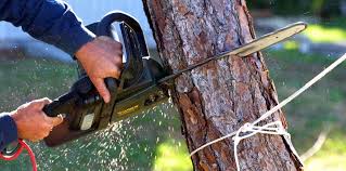 Best Tree Disease Treatment  in Mena, AR