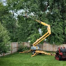 Reliable Mena, AR Tree Care Solutions