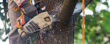 Best Tree Maintenance Programs  in Mena, AR