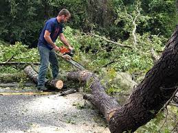 Leaf Removal in Mena, AR