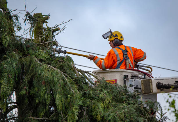 How Our Tree Care Process Works  in  Mena, AR