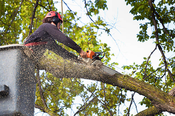 Pest Control for Lawns in Mena, AR